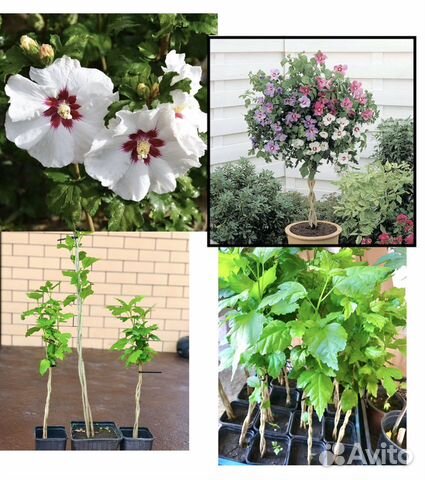 Растения для сада