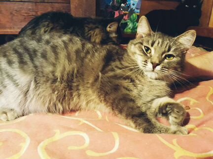 Кошка Лиза ищет дом, стерилизована