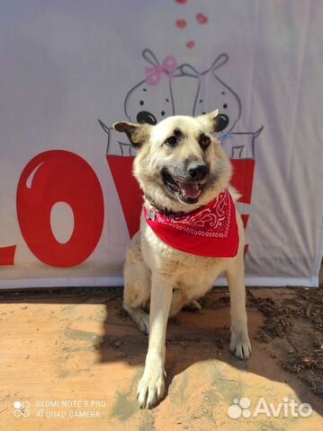 Рыжуня красотуня солнышко