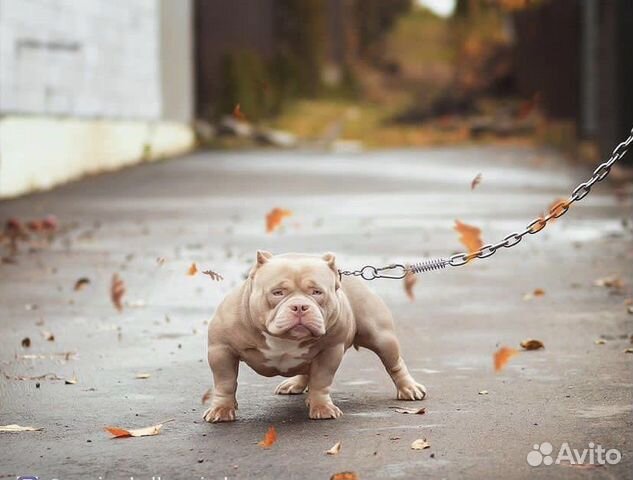 Американский булли девочки Покет