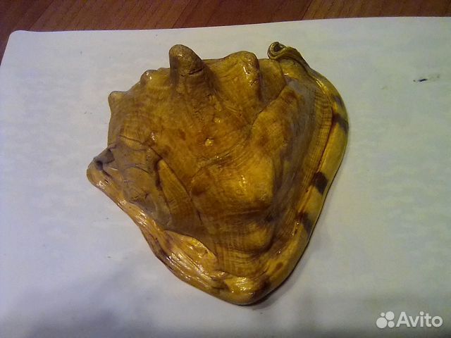 Морские раковины