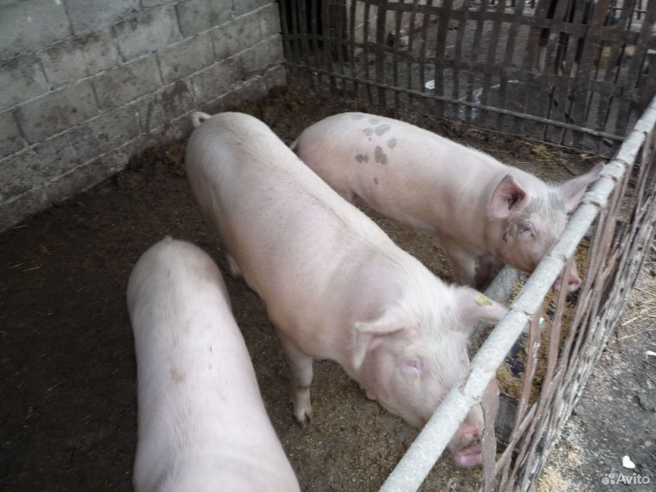 Купить свинину живым весом. Свиньи.