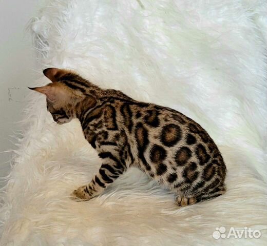 Бенгальские котята