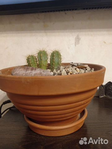 Глиняный горшок с грунтом