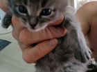 Котята мейн-кун в добрые руки объявление продам