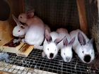 Крольчата и кролики разных возрастов объявление продам