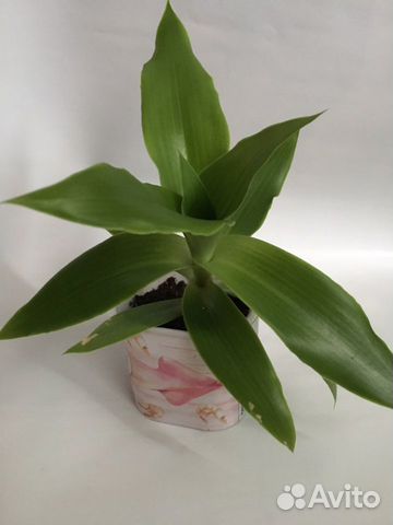 Цветок Золотой Ус