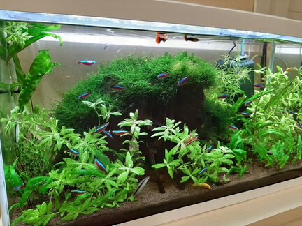 Аквариум с рыбками Aquael 100л