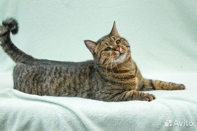 Шикарный котяра Ярослав