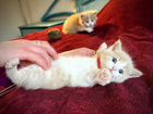 Котята в добрые руки Кекс 1 месяц под бронь объявление продам