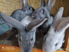2-хмесячные крольчата 28.10.21г объявление продам