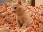 Котенок персик, 1,5 месяца, приучен к лотку объявление продам