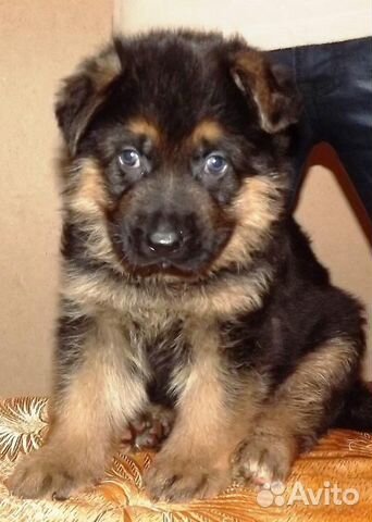 Овчарки, хаски, лайки и др