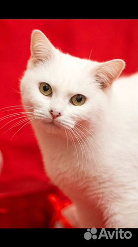 Ищет дом кошечка Ника