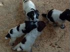 Домашние животные собаки щенки объявление продам