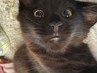 Котята мейн-кун черный объявление продам