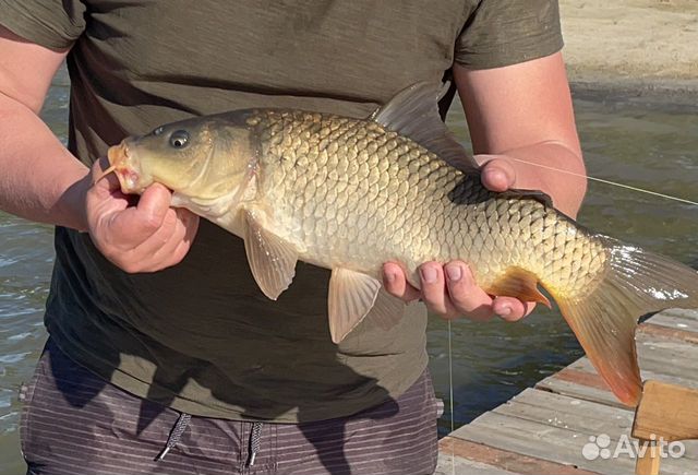 карп чешуйчатый и зеркальный. карпы авито. карп кои png. зеркальный карп маточник. тайский карп кои.