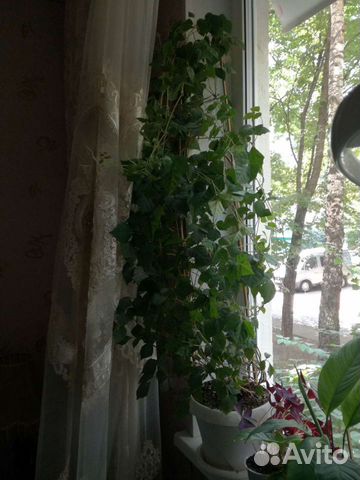 Березка, циссус, комнатный цветок