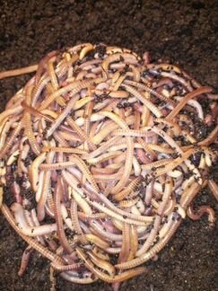 Червь для рыбалки - Дендробена