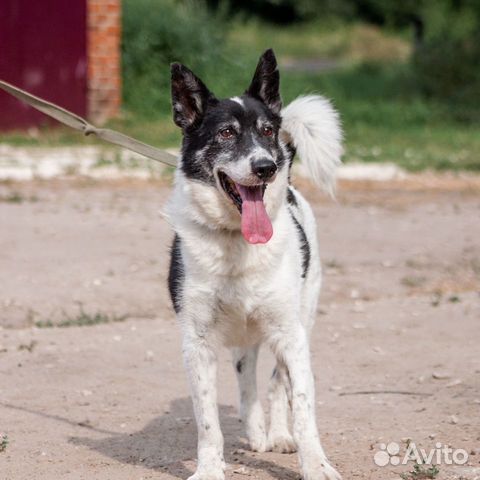 Ласковый пес Бобик в добрые руки