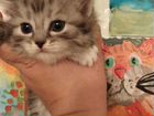 Шотландский котенок девочка 1 месяц объявление продам