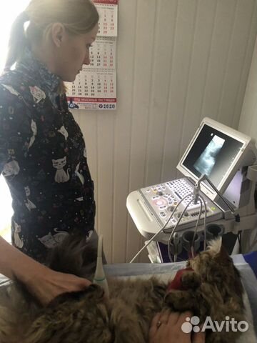 Ветеринарная клиника 24 часа, витаминкомбина