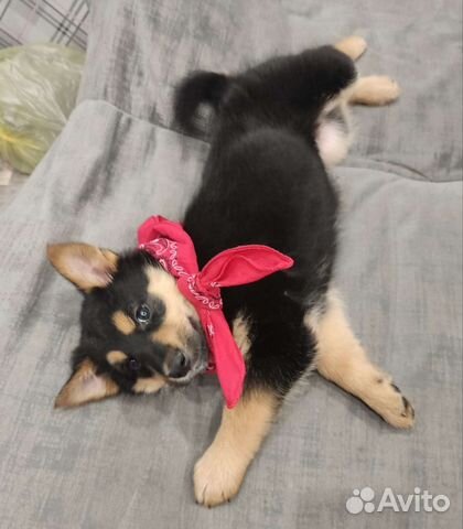 Щеночек-колобочек в добрые руки