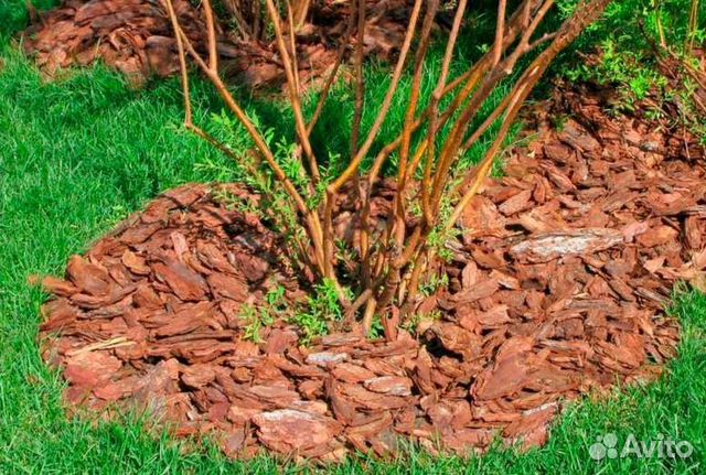 Кора Сосны Кора Лиственницы Мульча
