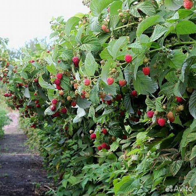 Малина горбунок. Малина горбунок. Малина горбунок. Ремонтанная малина конек горбунек. Малина ремонтантная конек-горбунок.