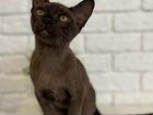 Бурманская кошка котята объявление продам