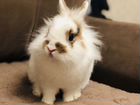 Продам декоративного кролика объявление продам