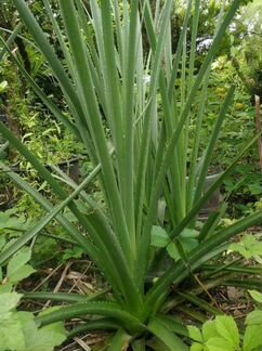 Уличная бромелия, вечнозеленая