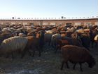 Овцы эдельбаевской породы объявление продам