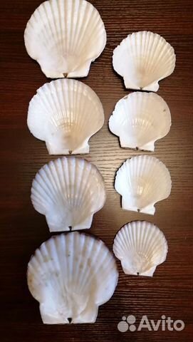 Ракушки морского гребешка