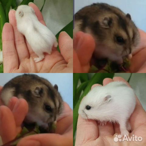 Хомячки разных окрасов