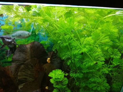 Аквариумные растения