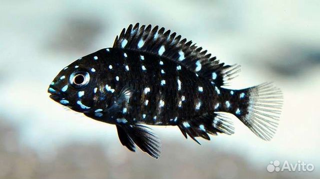 Аквариумные рыбки+ цихлиды