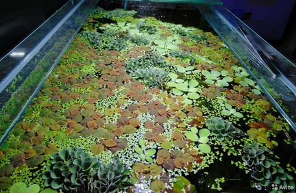 Аквариумные растения (есть плавающие)