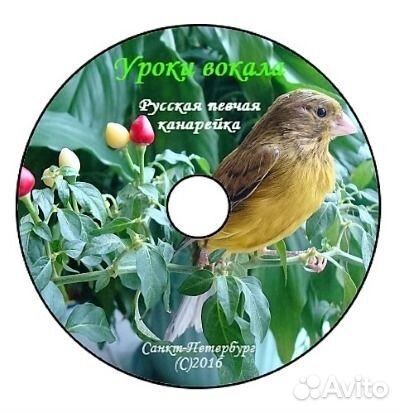 Канарейки овсяного напева как правильно парить по цвету. Пение кенара овсяночного. Канарейка овсяного напева серого цвета. Пение канарейки. Пение кенара.