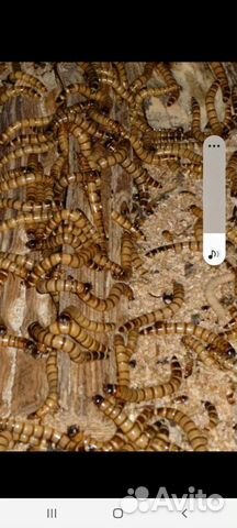 Корма для птиц насекомоядных