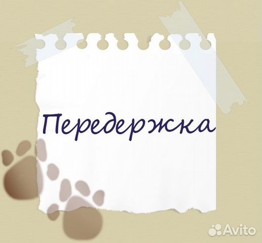 Передержка животных