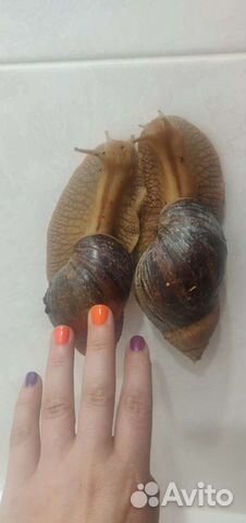 Улитка ахатины 7 шт большие и мелкие в подарок