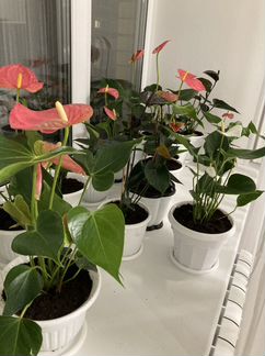 Антуриум разных сортов и другие цветы