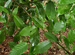 Саженцы дуб буровато-желтый, Quercus gilva