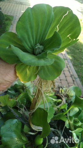 Пистия. Водный салат