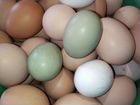 Яйца домашние объявление продам