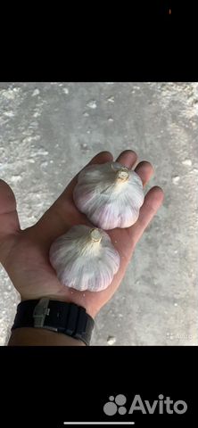 Фермерский урожай чеснок Любаша