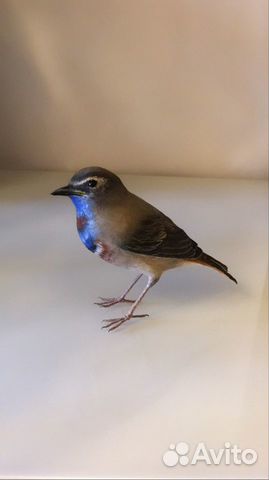 Ватная интерьерная игрушка птичка