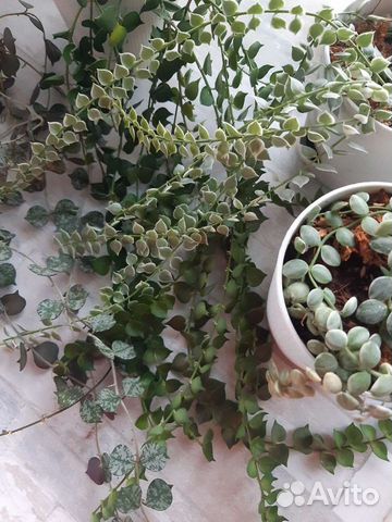 Дисхидия хойя