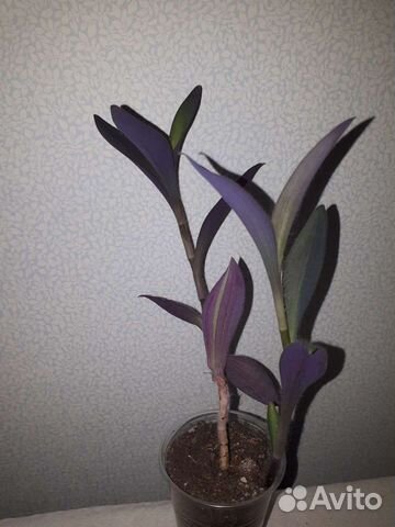 Комнатные растения(сеткреазия, хлорофитум